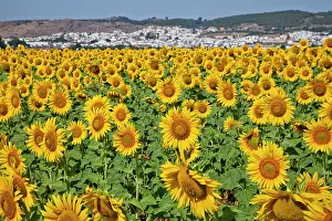 Julie: Europe, Spain, Andalusia, Cadiz Province
