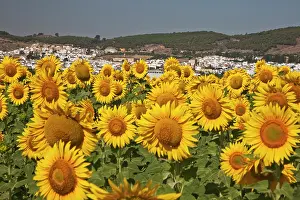 Julie: Europe, Spain, Andalusia, Cadiz Province