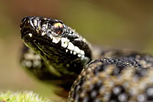 Hatfield: European Adder