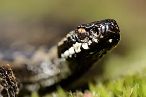 Hatfield: European Adder