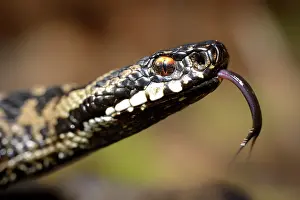 Flicking: European Adder