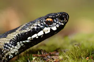 Hatfield: European Adder
