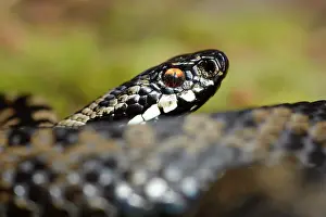 Hatfield: European Adder