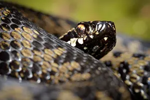 Hatfield: European Adder