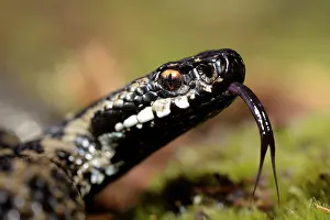Flicking: European Adder