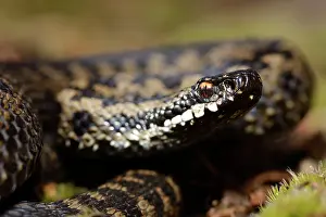 Hatfield: European Adder