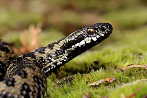 Hatfield: European Adder