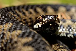 Hatfield: European Adder