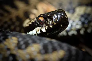 Hatfield: European Adder
