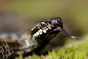 Flicking: European Adder