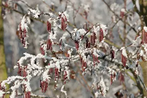 Alder: European Alder