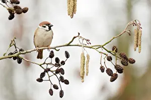 Sparrow: European Alder