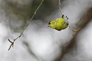 Perching: European Alder