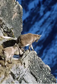 Agility: European / Alpine IBEX - female and young
