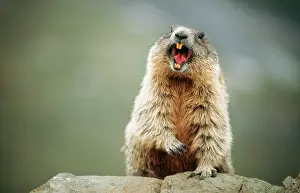 Signal: European / Alpine MARMOT - calling out danger signal