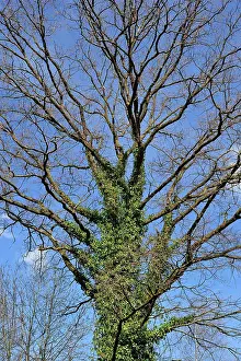 Helix: European Ash Common Ash covered with Common English