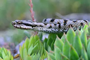 Aspis: European Asp Aspic Viper