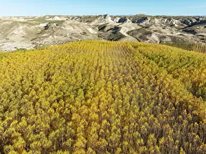 Populus: European Aspen (Populus tremula) in autumnal colours