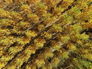 Populus: European Aspen (Populus tremula) in autumnal colours