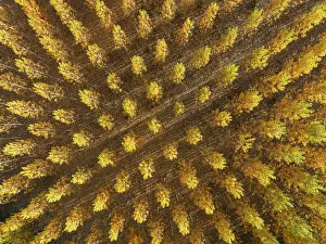 Populus: European Aspen (Populus tremula) in autumnal colours