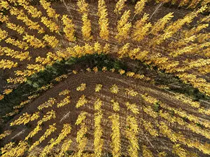 Populus: European Aspen (Populus tremula) in autumnal colours