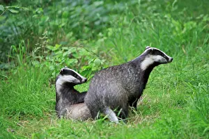 Crepuscular: European Badger - two
