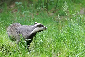 Crepuscular: European Badger