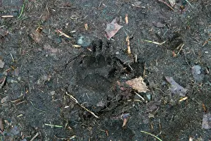 Utrechtse: European Badger