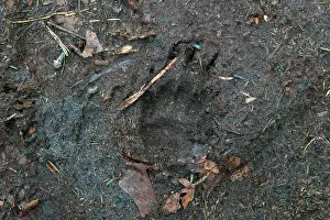 Utrechtse: European Badger