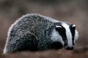 Utrechtse: European Badger