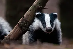 Utrechtse: European Badger