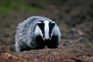 Utrechtse: European Badger