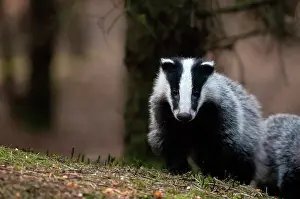 Utrechtse: European Badger
