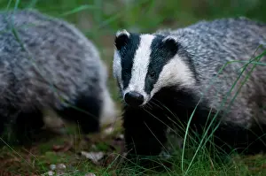 Utrechtse: European Badger