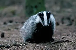 Utrechtse: European Badger