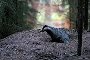 Utrechtse: European Badger