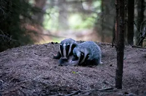 Utrechtse: European Badger