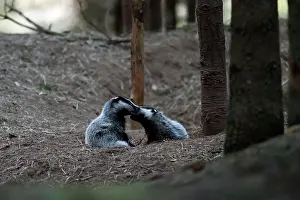 Utrechtse: European Badger