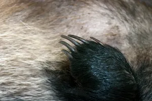 Nails: European Badger