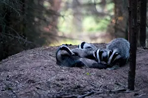 Utrechtse: European Badger