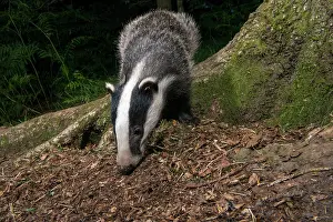 Ashdown: European Badger