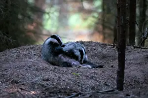 Utrechtse: European Badger