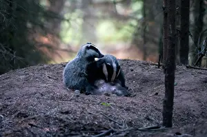 Nails: European Badger