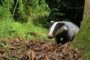 Ashdown: European Badger