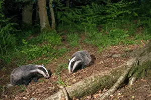 Ashdown: European Badger