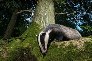 Inquisitive: European Badger