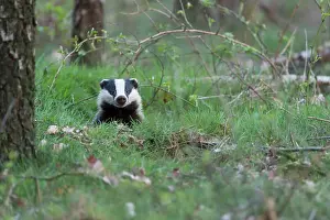 Raining: European Badger