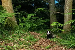 Flash: European Badger
