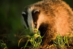 Sniff: European Badger
