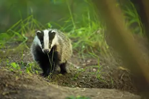 Sett: European Badger